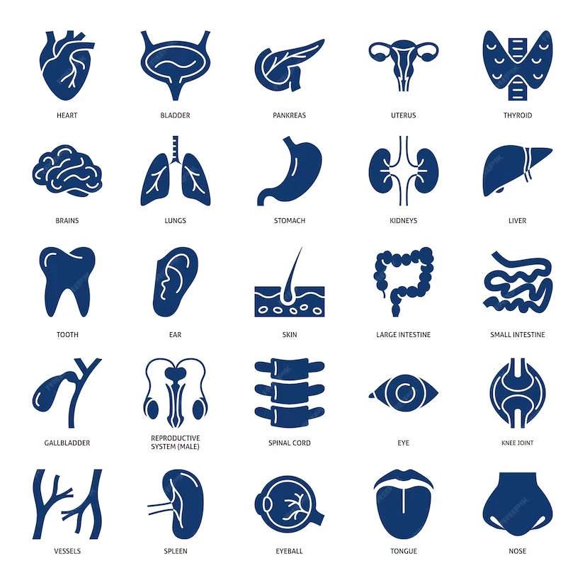 فایل وکتور مجموعه آیکون اندام ها و سیستم های داخلی انسان